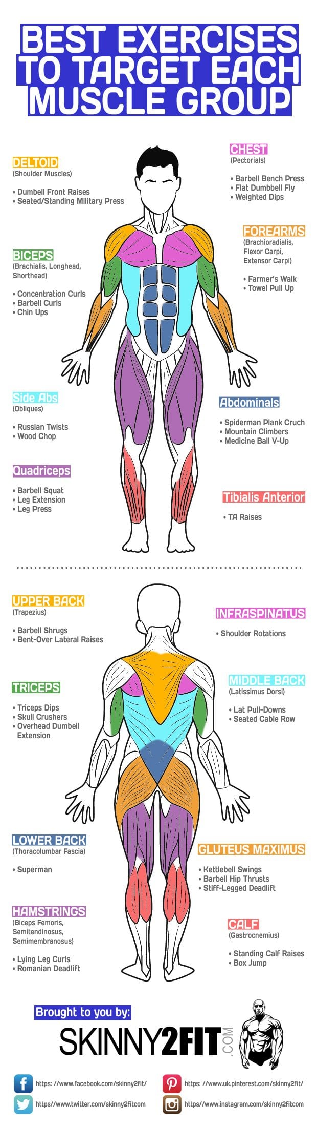 Target Each Muscle Group