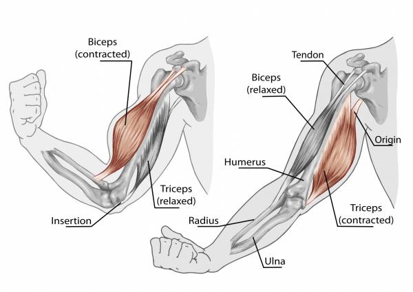Tricep & Bicep Anatomy