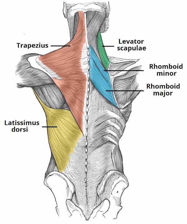 Anatomy of the Back